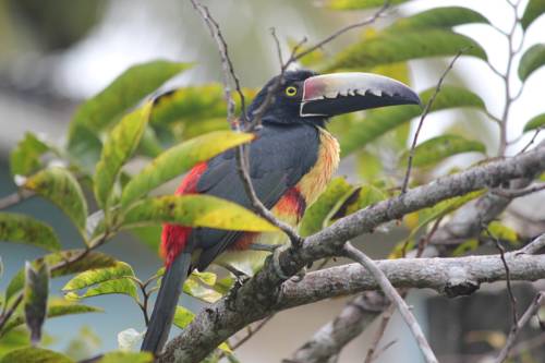 Bermudian Landing Belize Last Minute Discount Code Booking.com
