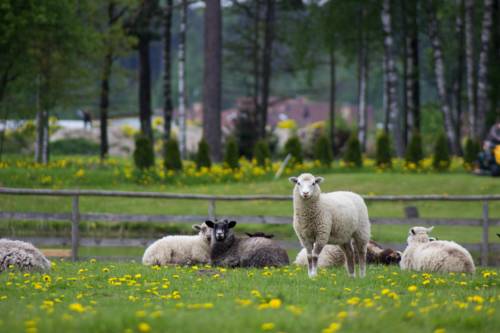 Turkalne Lettland Last-Minute-Rabattcode Booking.com