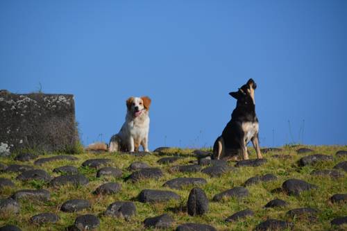 Hanga Roa Chile Last Minute Discount Code Booking.com