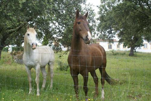 Monforte (Alto Alentejo) Portugal Último Minuto Código de Descuento Booking.com