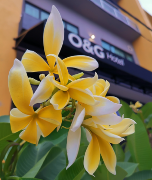 Parit Buntar Malaysia Last Minute Discount Code Agoda.com
