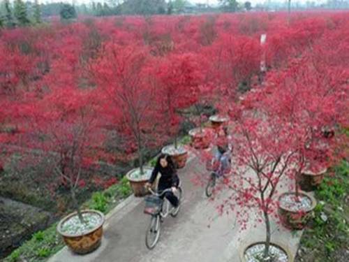 Pi County China Last Minute Discount Code Booking.com
