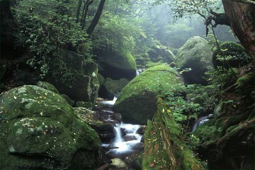 Yakushima Japan Last-Minute-Rabattcode Booking.com