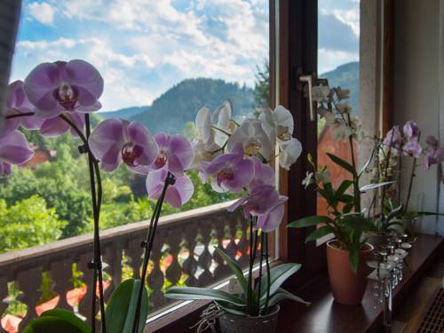 Ratten Austria Last Minute Discount Code Booking.com