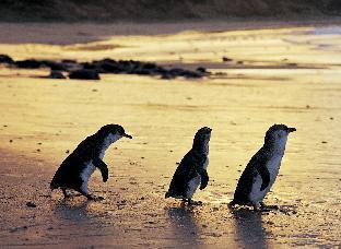 Phillip Island Australia Last Minute Discount Code Agoda.com