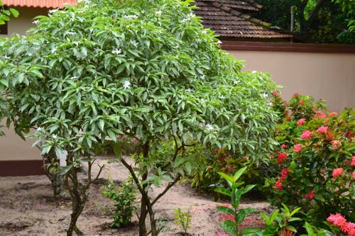 Alleppey India Last Minute Discount Code Booking.com