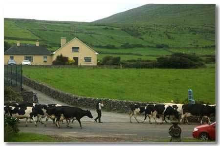 Dingle, Kerry Irland Last-Minute-Rabattcode Booking.com