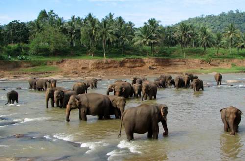 Pinnawala Sri Lanka Last-Minute-Rabattcode Booking.com