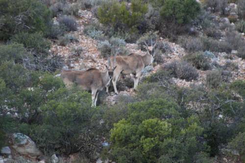 Ladismith Südafrika Last-Minute-Rabattcode Booking.com