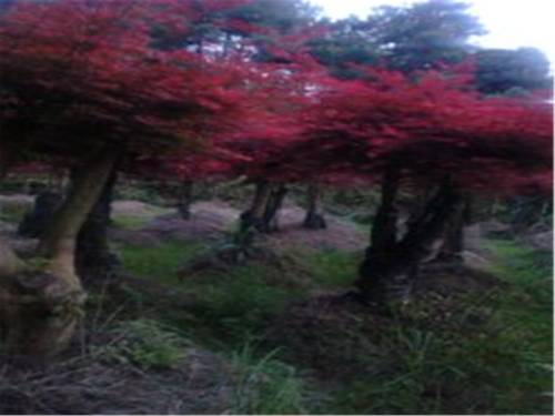 Wuyuan China Last-Minute-Rabattcode Booking.com