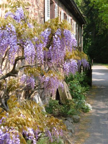Weinheim Germany Last Minute Discount Code Agoda.com