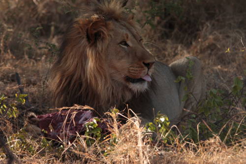 Groblersdal South Africa Last Minute Discount Code Booking.com