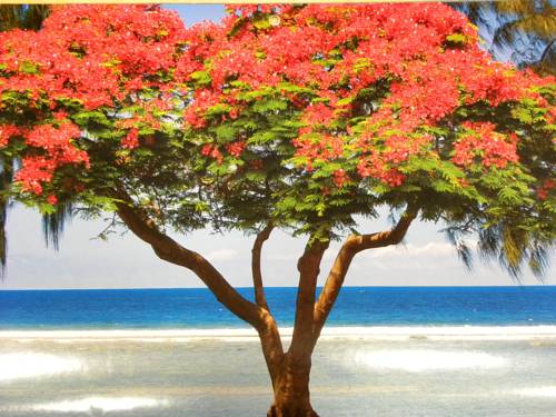 Saint-Leu Réunion Last Minute Discount Code Booking.com