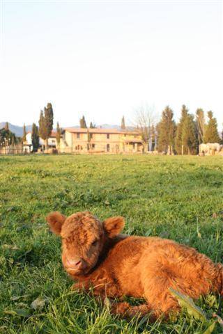 Vicchio Italy Last Minute Discount Code Booking.com