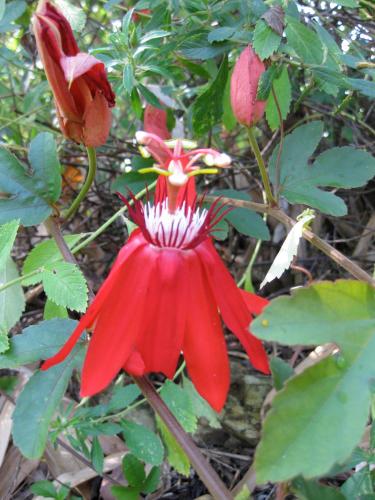Montezuma Costa Rica Last Minute Discount Code Agoda.com