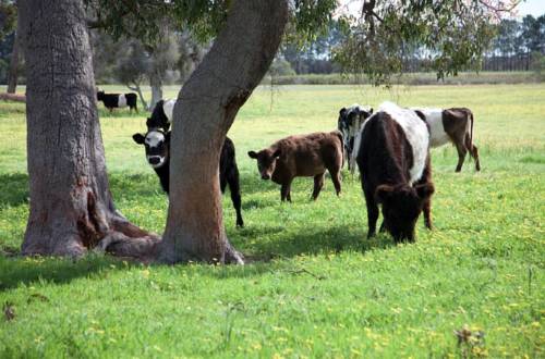 Gingin Australia Last Minute Discount Code Booking.com