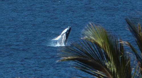 Vila do Maio Cape Verde Last Minute Discount Code Booking.com