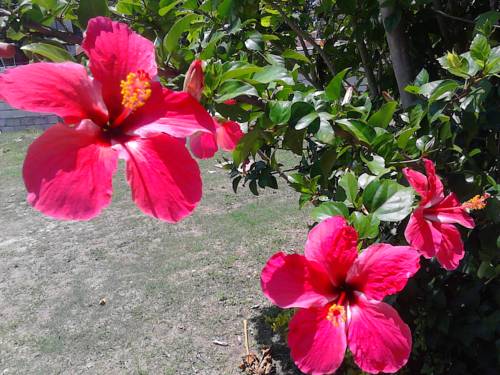 Ocho Rios Jamaïque Code de réduction de dernière minute Booking.com