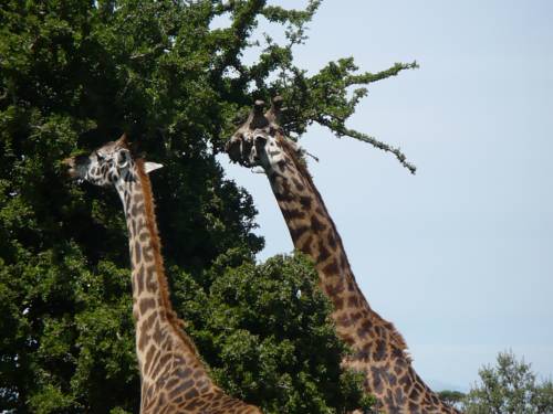 Lemek Kenia Last-Minute-Rabattcode Booking.com