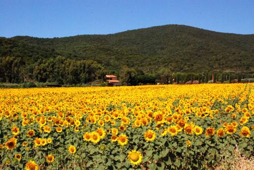 Castiglione della Pescaia Italy Last Minute Discount Code Booking.com