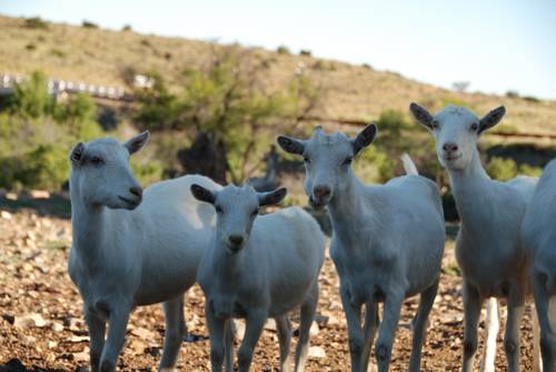 Leeu Gamka South Africa Last Minute Discount Code Booking.com